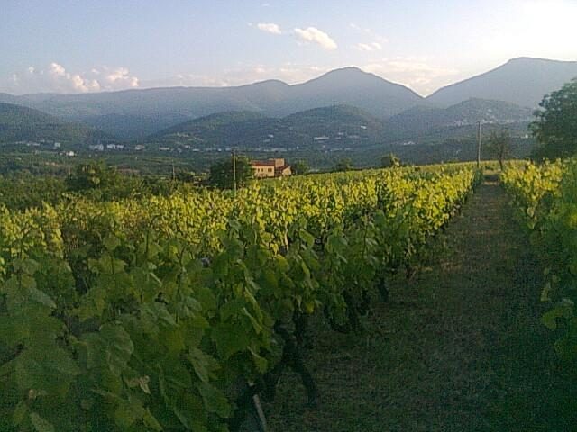 Wine on Zakynthos: Verdea and the Island Vineyards