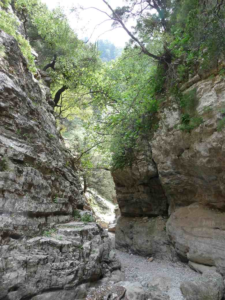 The path through the wooded upper section of the Imbros Gorge, Crete