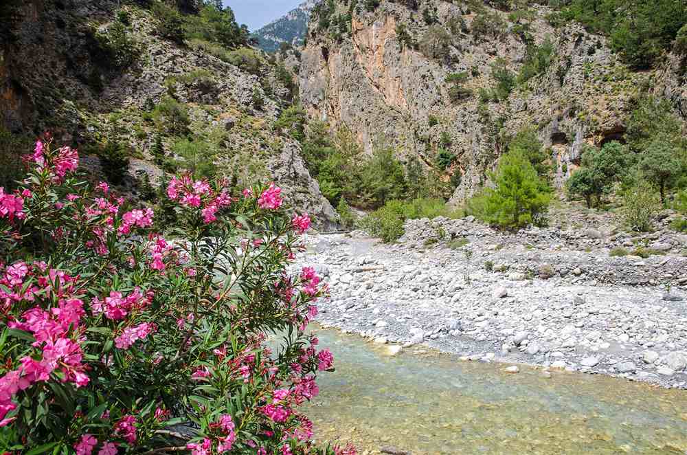 Samaria Gorge, Crete: pink oleander, a turquoise stream and towering cliffs on the White Mountains walk