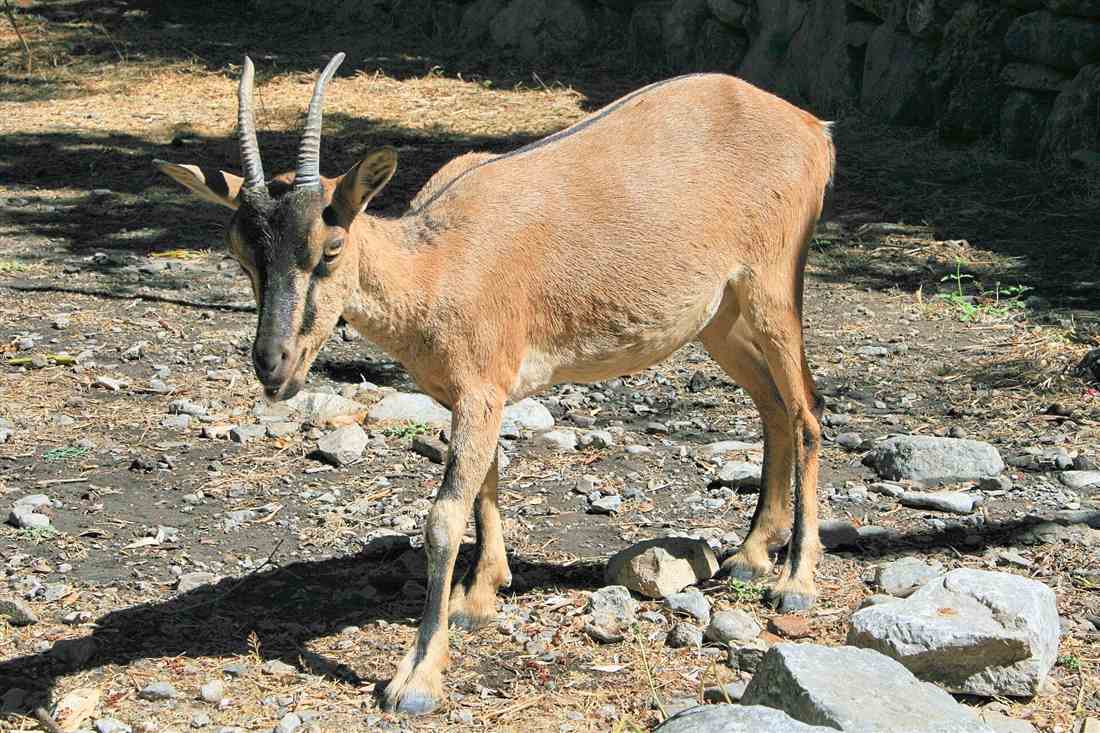 A kri-kri, the endemic Cretan wild goat, in the Samaria Gorge, Crete