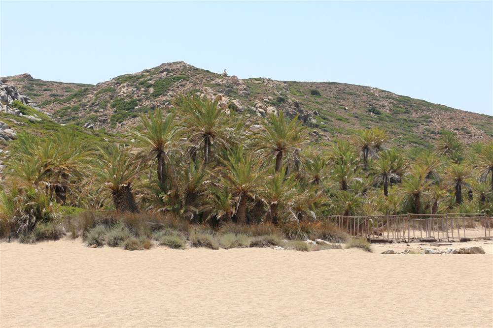 The palm forest at Vai beach in eastern Crete, the largest natural palm grove in Europe