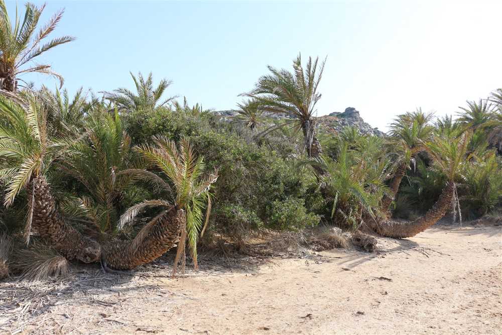 Cretan date palms in the protected palm grove behind Vai beach on the north-east coast of Crete