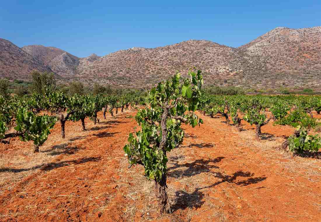 Old Cretan vines heavy with grapes in a Chania vineyard below the mountains