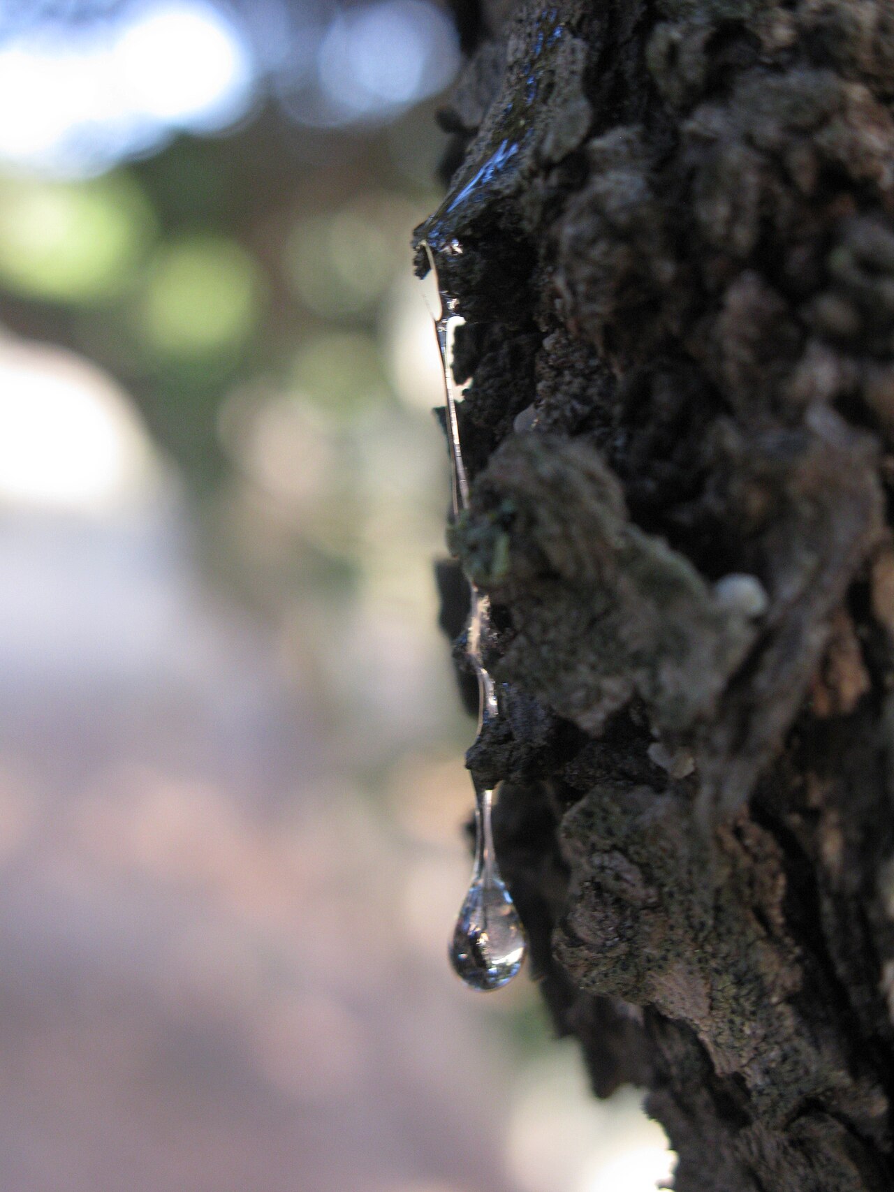 Mastiha resin tears, the mastic gum harvested in southern Chios