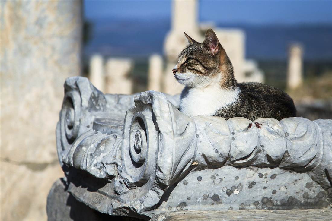 A cat resting on a carved marble column capital among the ruins of Ephesus