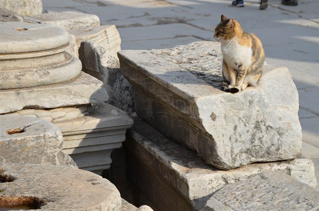 A calico cat sitting on a marble block in the ruins of Ephesus