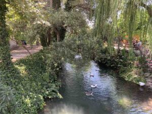 The river mouth with ducks and willows in the village of Kalyves, Crete