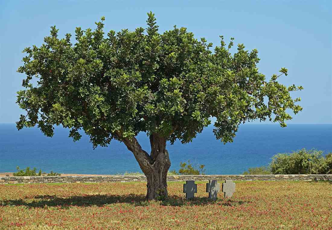The German war cemetery on the hillside at Maleme, a Battle of Crete site near Chania