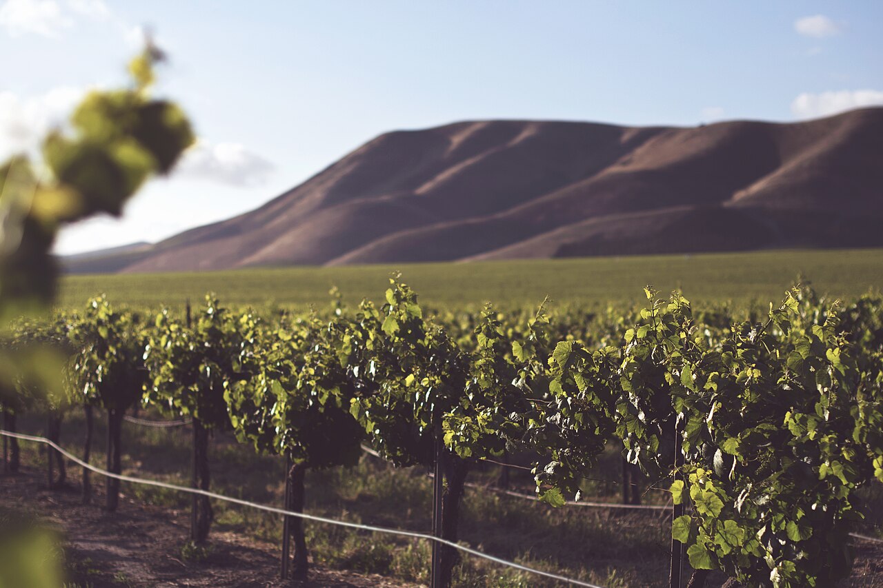 Vineyards and hills of the Nemea wine region