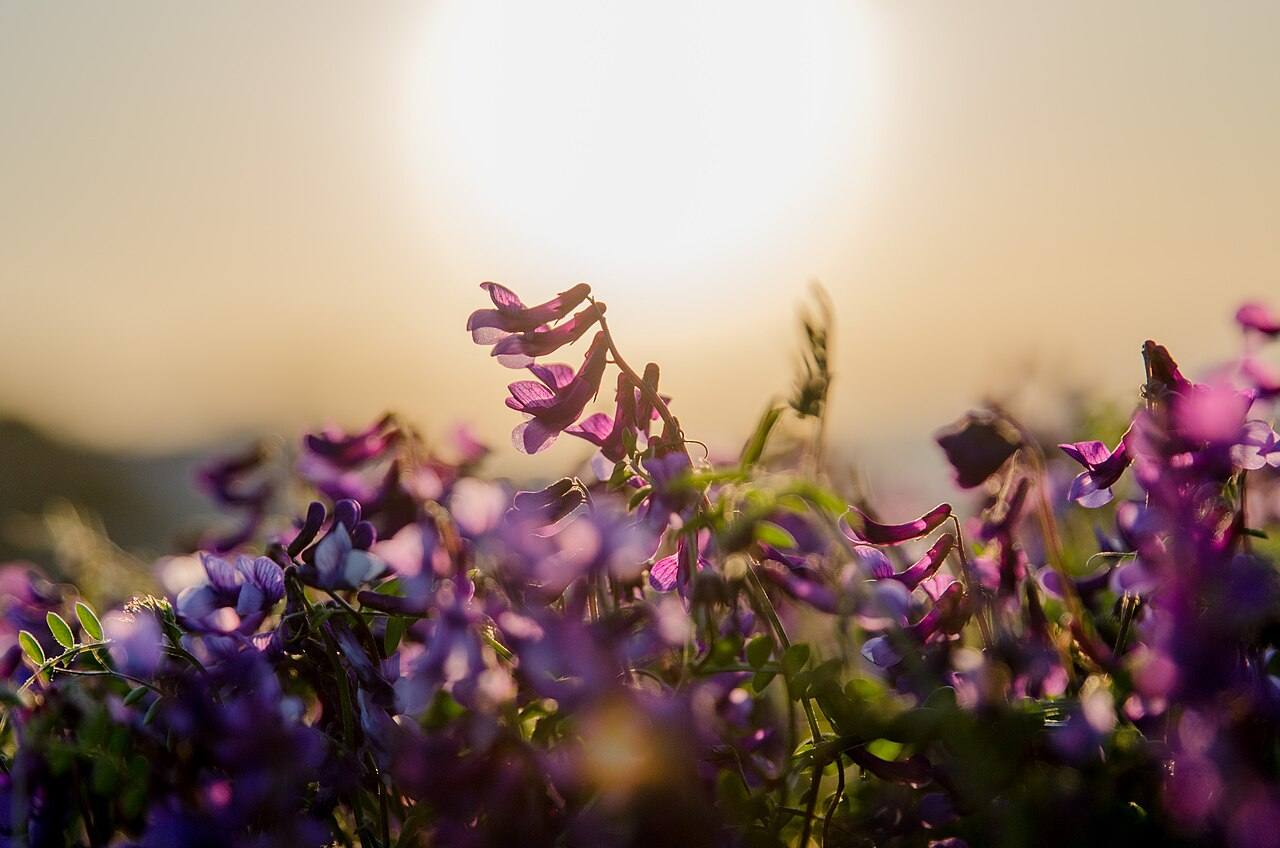 Spring wildflowers in the warm evening light on Patmos