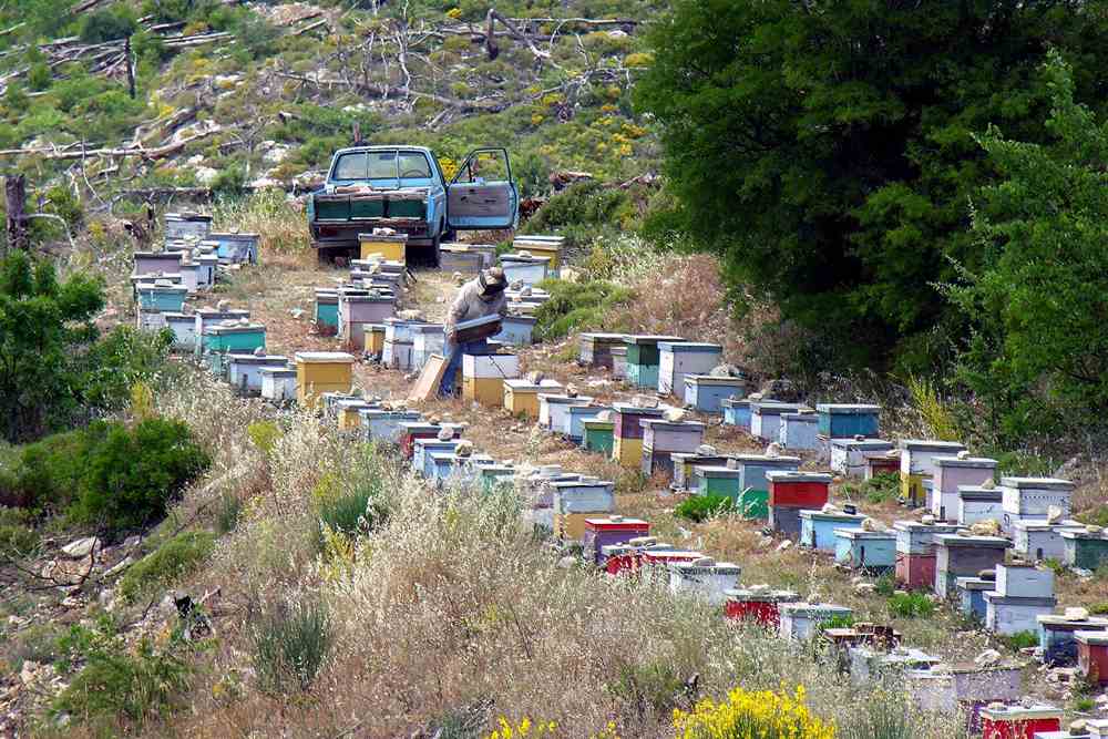 Colourful beehives and a beekeeper on a thyme-covered hillside in Samos, Greece