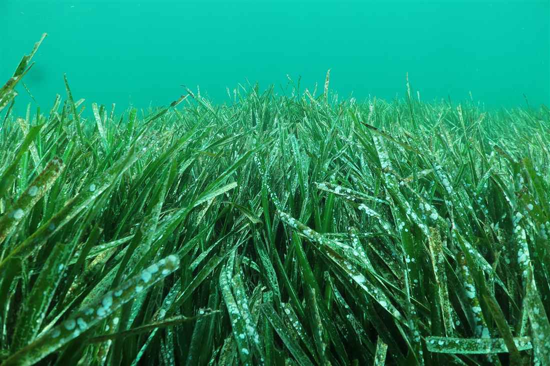 A vivid green Posidonia seagrass meadow underwater, the habitat divers cross on Athens scuba diving