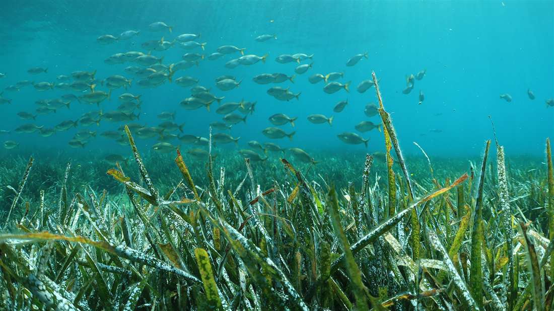 A school of fish over a Posidonia seagrass meadow in clear blue water, the habitat divers cross on Chania scuba diving