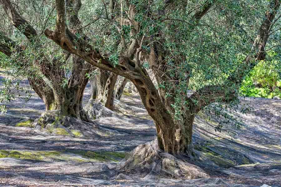Ancient olive grove on Corfu of the kind the horse riding trails cross