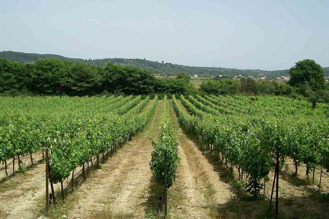 Trained vine rows running through a green Ionian valley