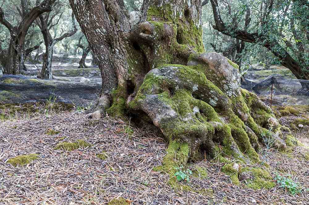 An ancient olive tree in a Corfu grove, tasted alongside the wine at the estates