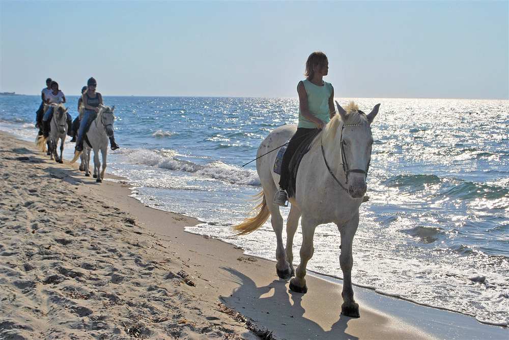 Riders walking grey horses in single file along the shoreline on a beach ride