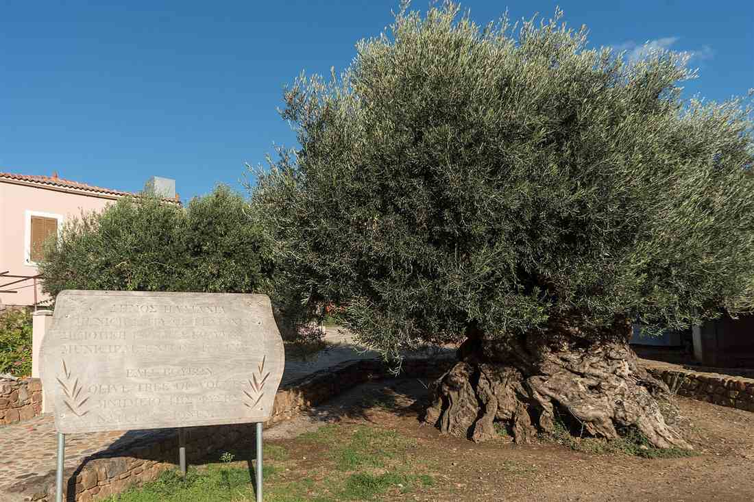 The monumental olive tree of Vouves in western Crete