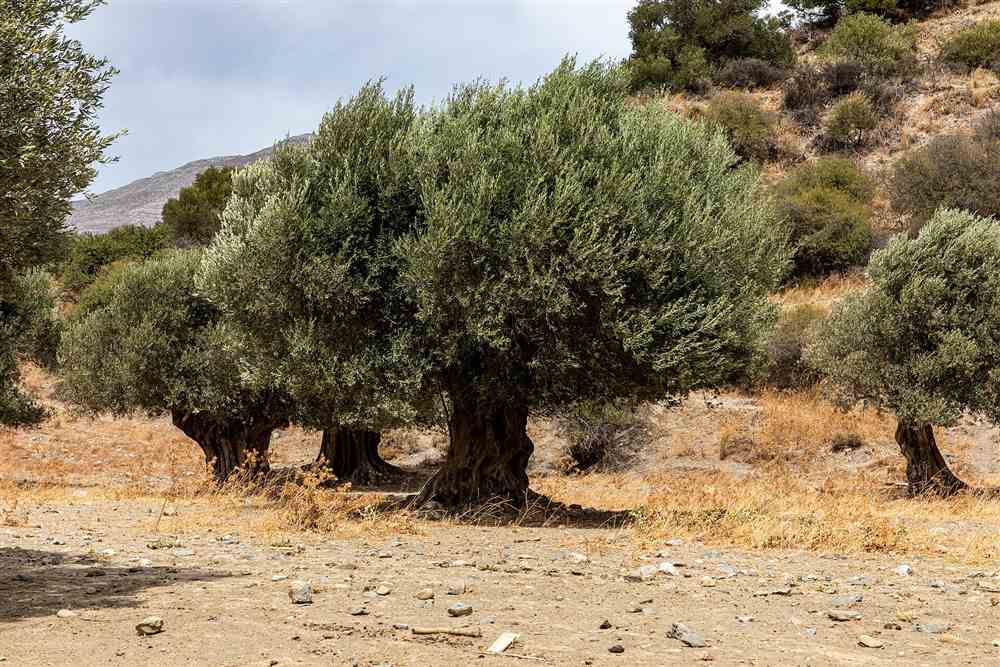 An old olive grove in the Cretan hills of the kind the tastings walk through