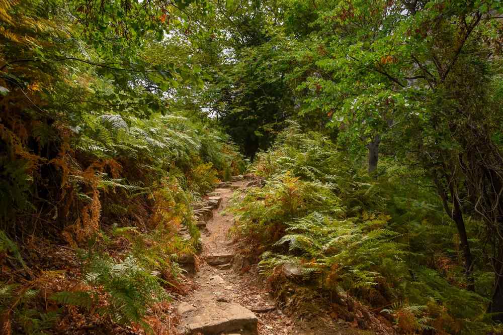 Stone trail through ferns and plane trees in the Dimosaris gorge on Mount Ochi, south Evia