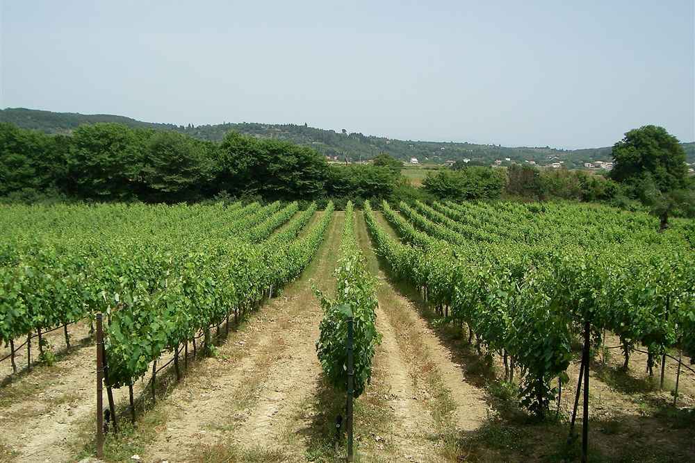 Green rows of vines in a Greek vineyard in early summer