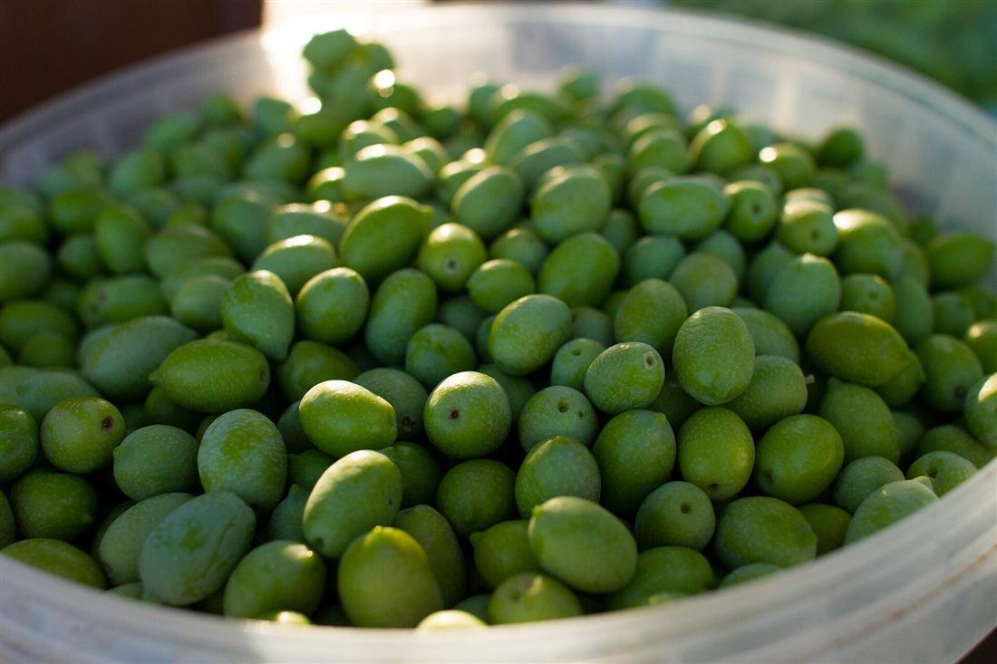 The large green Halkidiki olive, the protected variety the tasting is built around