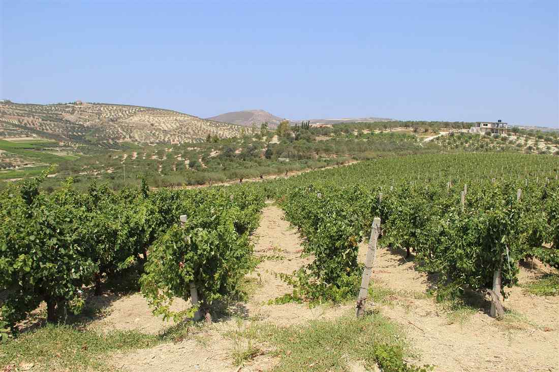 Vineyard rows on the Skalani hills south of Heraklion, the wine country the tastings run in