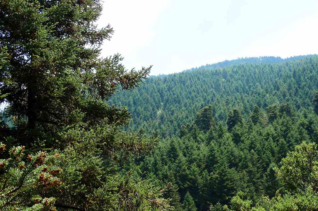 Kefalonian fir forest covering the slopes of Mount Ainos National Park, the route of the Kefalonia jeep safari