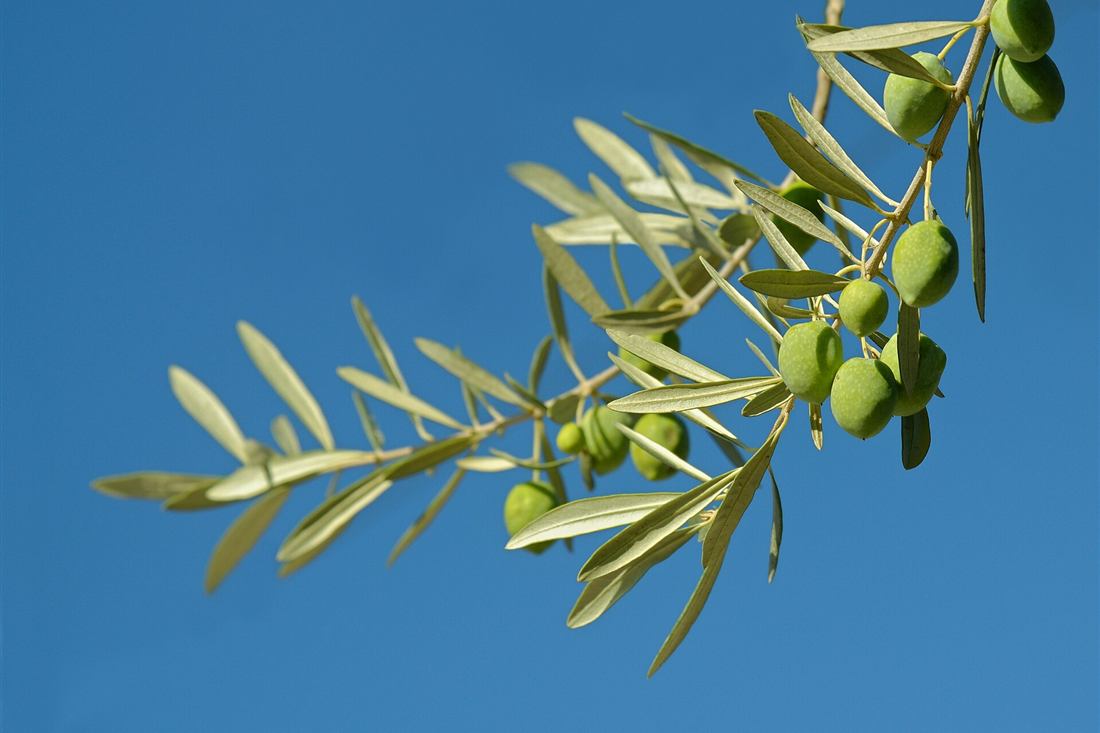 Olive branch with green olives against a blue Greek sky