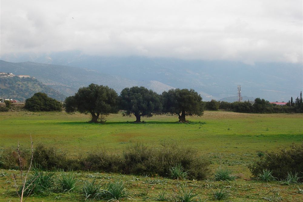 Three olive trees in a field on Kefalonia