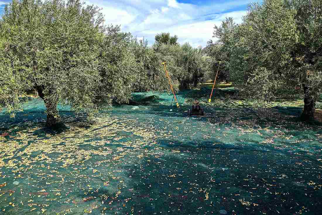 Kos olive oil tasting: harvest nets spread under old olive trees in a Greek grove