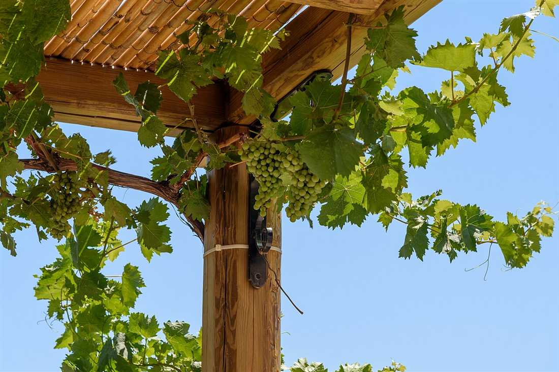 Grapes ripening on the vine at the Hatziemmanouil vineyards on Kos