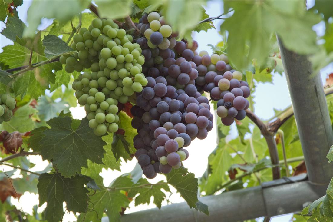Ripening red and white wine grapes on the vine in Greece