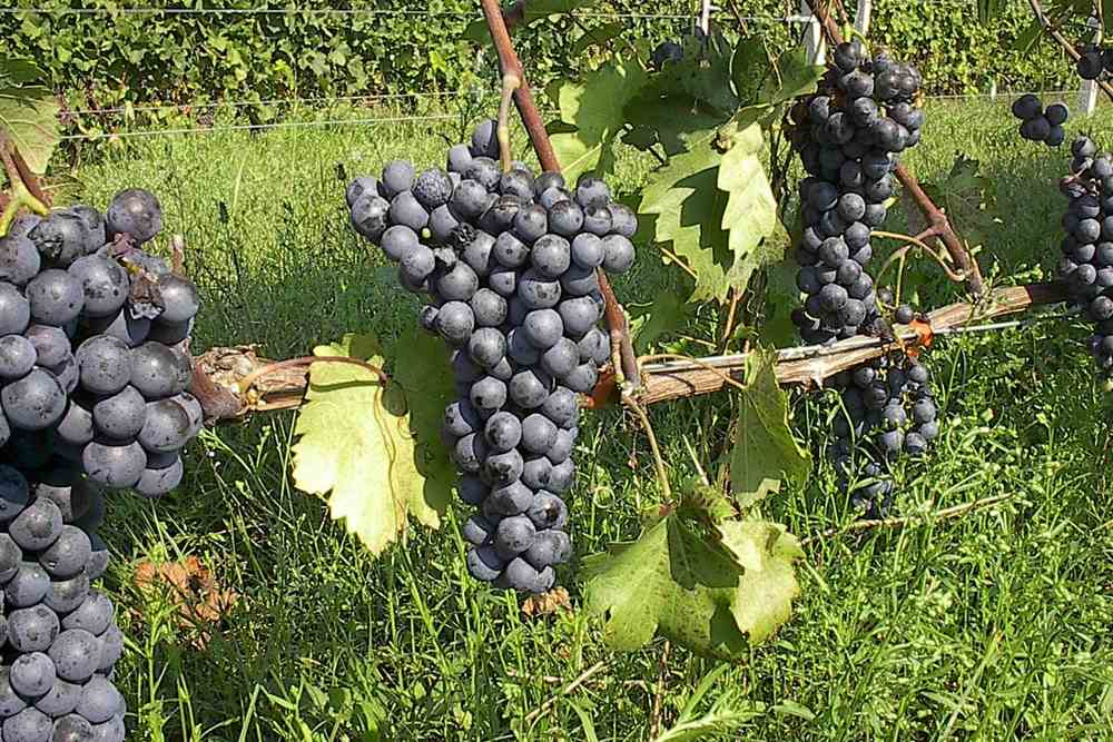 Agiorgitiko grapes on the vine tasted on a Nafplio wine tour