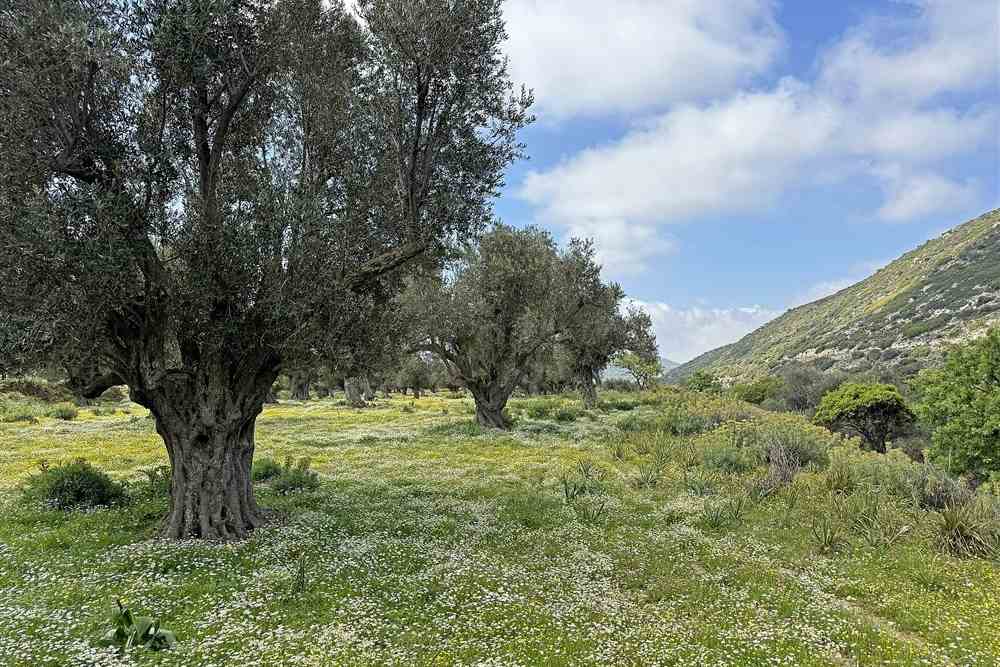 Old olive trees in a green grove on Naxos