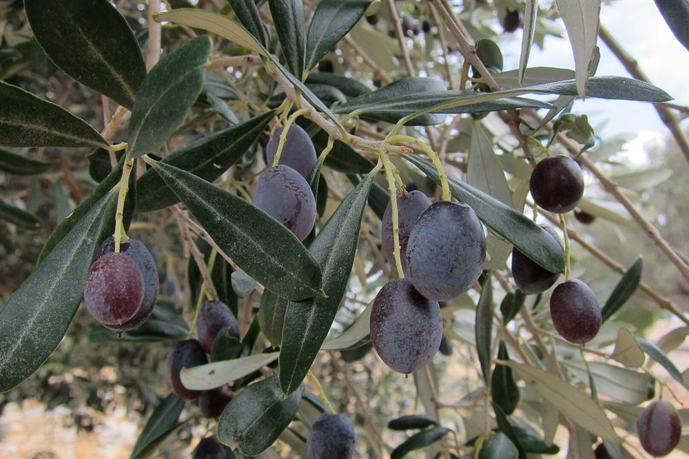 Ripening olives on the branch in a Naxos olive grove