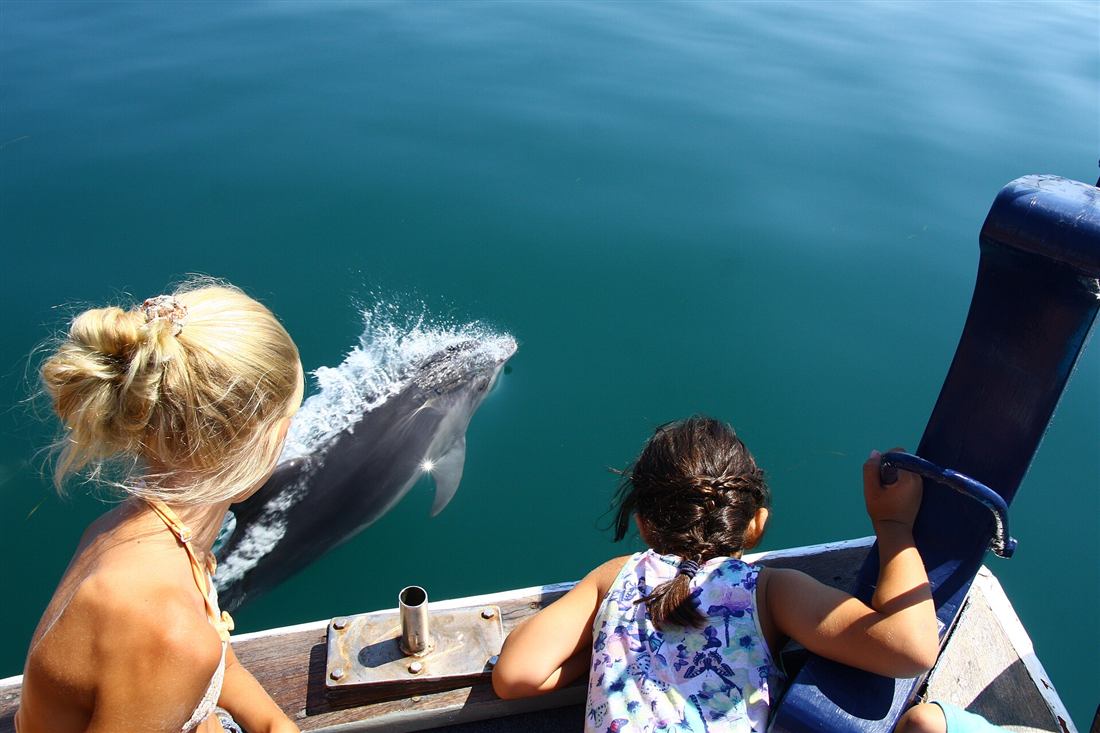 Preveza dolphin watching cruise passengers beside a bottlenose dolphin