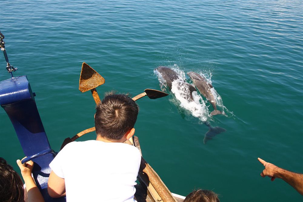 Bottlenose dolphin mother and calf on a Preveza dolphin watching cruise