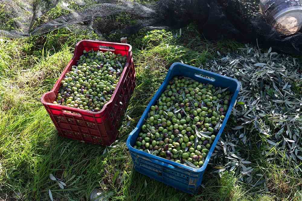 Rhodes olive oil tasting: crates of freshly harvested olives in a grove at Archangelos, Rhodes