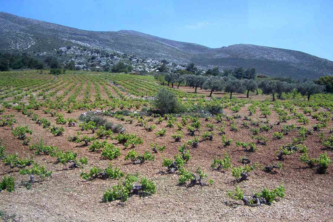 Bush vines on the Attavyros slopes above Embonas on Rhodes