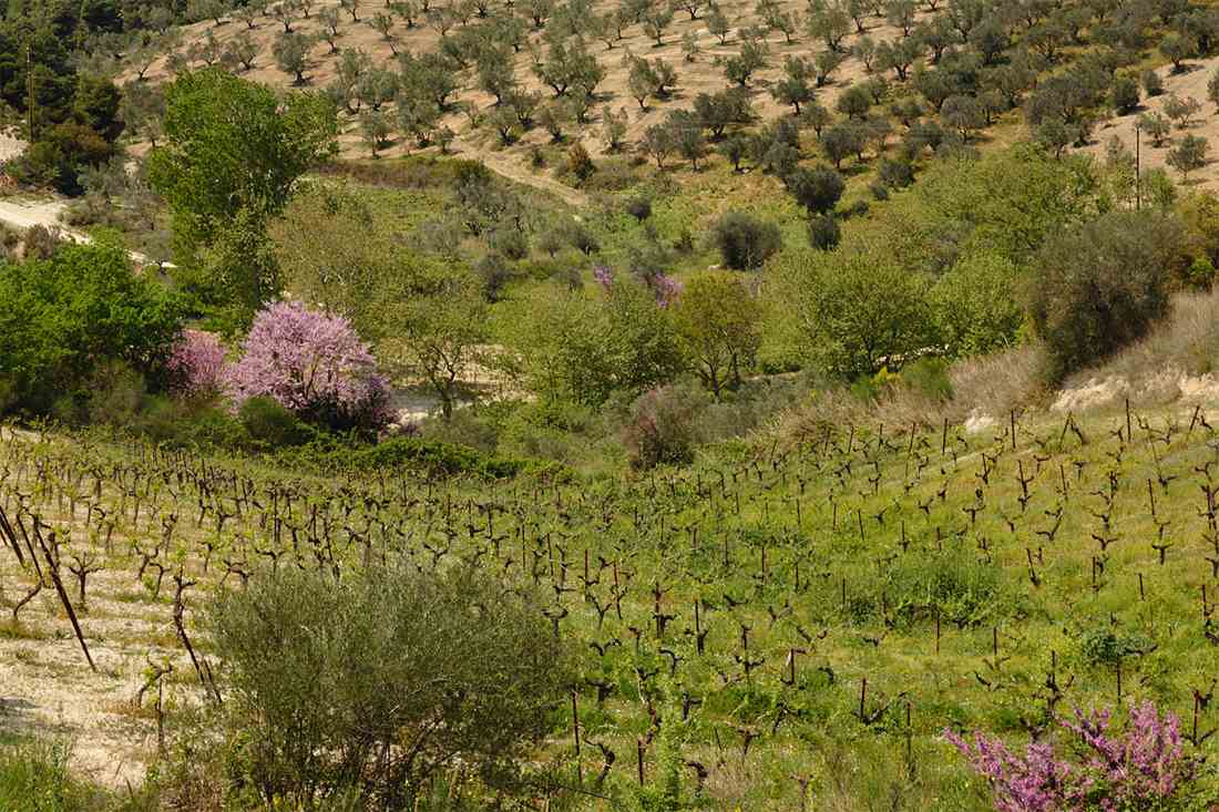 Vineyard rows on a Greek hillside in spring