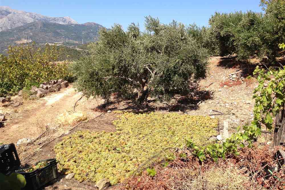 White grapes drying in the sun for sweet wine in Greece