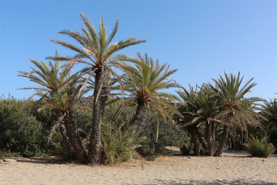 The date-palm forest of Vai beach in east Crete near Sitia, reached by airport transfers from Sitia Airport