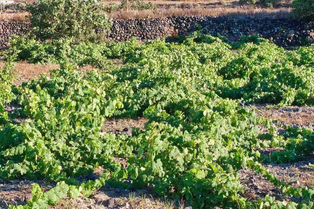 Green vines in a Greek island vineyard under a clear summer sky, the setting of a Skiathos wine tasting