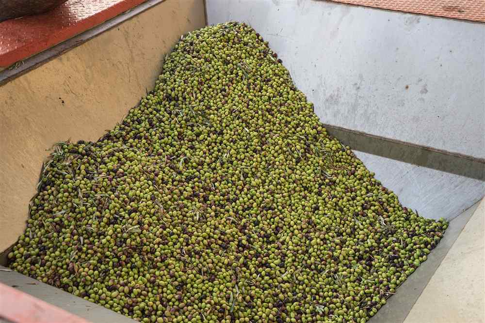 Freshly harvested green olives at an olive mill in Greece, ready to be pressed into oil
