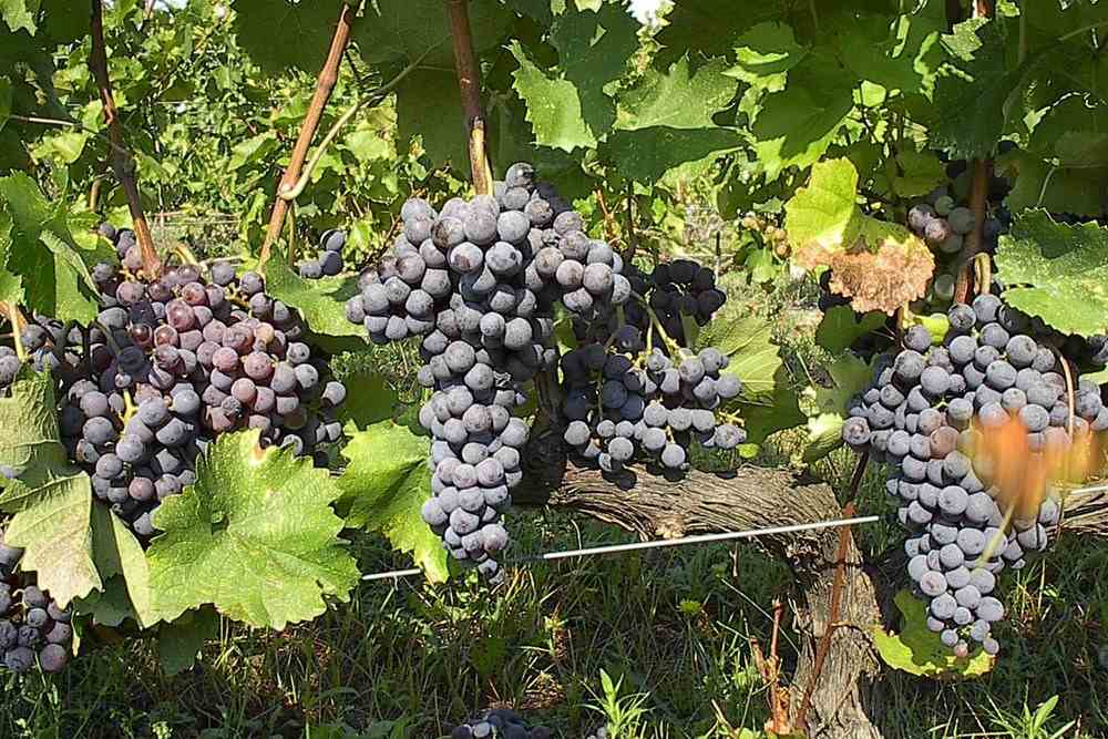 Thessaloniki wine tasting grape: ripe Xinomavro bunches on the vine in Northern Greece