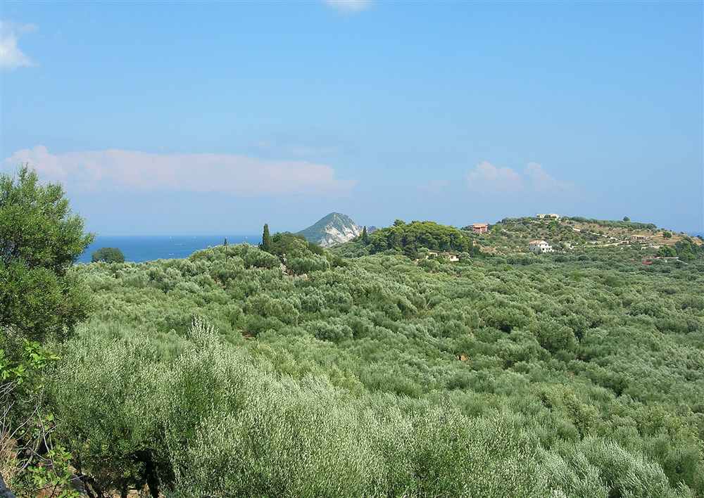 Silver olive groves running down to the sea on the Keri peninsula in the south-west of Zakynthos