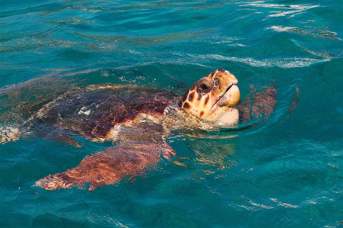 Loggerhead sea turtle swimming in Laganas Bay, Zakynthos