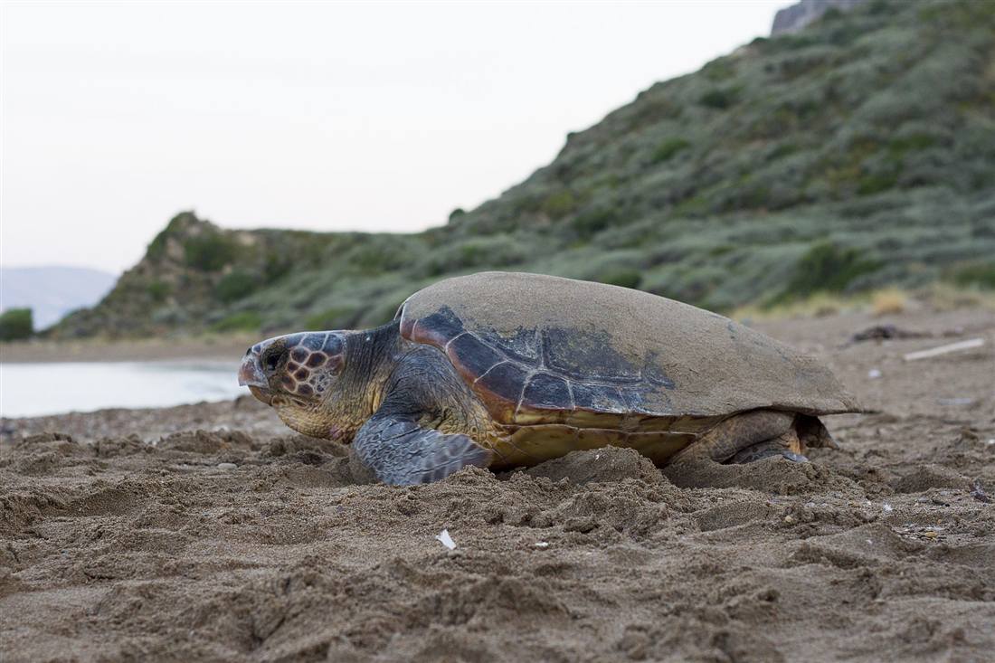 A loggerhead turtle on the sand at a nesting beach in Greece