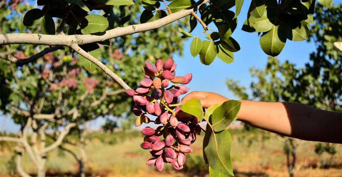 A hand holding a cluster of ripe red pistachios on a tree in an Aegina orchard